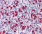 ARHGAP18 Antibody (C-Terminus)
